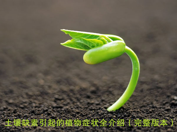 土壤缺素引起的植物癥狀全介紹（完整版本）