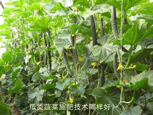 瓜類蔬菜施肥技術哪樣好？
