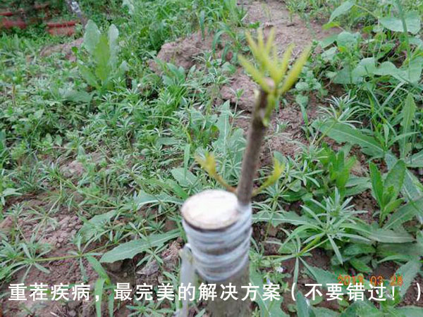 重茬疾病，最完美的解決方案（不要錯過！）