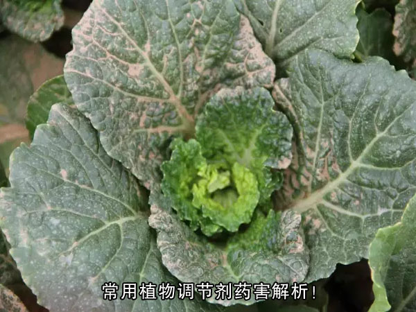 常用植物調節劑藥害解析！
